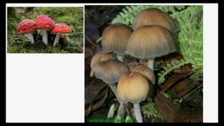 FSc Biology Book1 CH 8 LEC 6 Classification of Fungi Basidiomycota and Deuteromycota [upl. by Subak23]