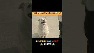 the dog full movie explain in HindiUrdu shorts [upl. by Kcirredal749]