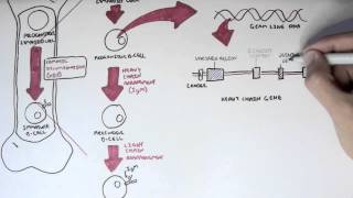 Immunology  Antibody Somatic VDJ Recombination I [upl. by Zimmerman]