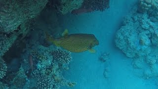 Snorkling at Sensitori Coral Sea sensatori sharmelsheikh egypt coralsea [upl. by Shreve234]