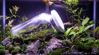 Worlds First Closed Terrarium in an Aquarium [upl. by Mcclimans778]