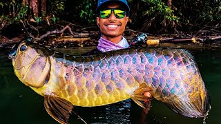 Beautiful amp Rare Monster Arowana  Giant Arowana Fish in Wild [upl. by Federico590]