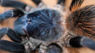 Brazilian Blue Tarantula Pterinopelma sazimai shorts [upl. by Yrrok]