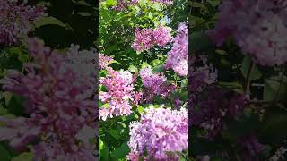 Syringa prestoniae James Mo Farlane  Preston lilac  Prestonas ceriņi [upl. by Oibesue]