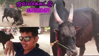 Jallikattu Kaalai  Training the Beast  Maatu Pongal [upl. by Ennaeirrac174]