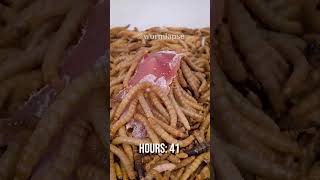 10 000 Mealworms vs Raw Chicken [upl. by Starkey]