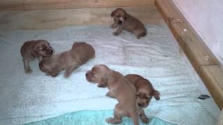 English Cocker Spaniel Puppies  2 weeks old  barkfest [upl. by Sarene]