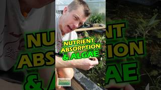 Explain To Me The Relationship Between ALGAE amp NUTRIENT ABSORPTION [upl. by Barb791]