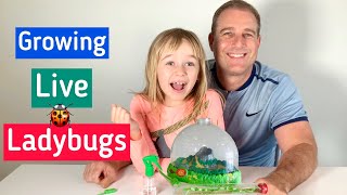 Raising LIVE LADYBUGS🐞 at home  Ladybugs Land Insect Lore [upl. by Aggappe]