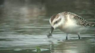 Spoonbilled Sandpiper ヘラシギ [upl. by Britt]