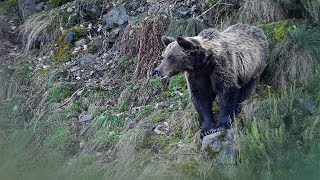 Oso Pardo Cantábrico Ursus arctos pyrenaicus  Cantabrian Brown Bear [upl. by Eleik]