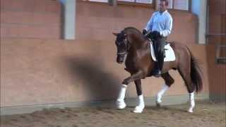 wwwdressagetalentscom  Bernd [upl. by Southworth959]