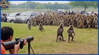 How Do American Hunters And Farmers Deal With Millions Of Wild Baboons  Hog Hunting [upl. by Llyrad]