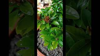 Non stop flowering Ixora plant [upl. by Canning]