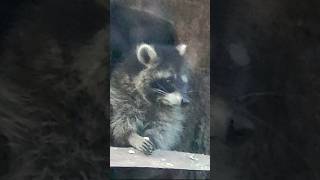 Animals in cages Raccoon Were sitting in the basement apartment [upl. by Uile673]