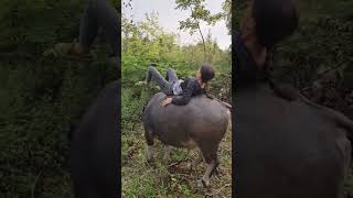 A daily cattleherding day records real life Herding cattle My rural life Recording rural lif [upl. by Om532]