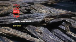 High Quality Agarwood [upl. by Leveroni]