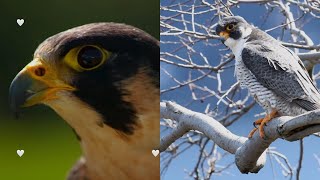 Peregrine Falcon Master of the Skies [upl. by Ecart]