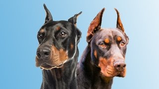 Diferentes tipos de DOBERMAN  Types of DOBERMAN [upl. by Ahk803]