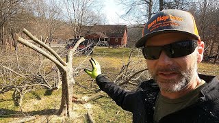 How to prune overgrown fruit trees WAY BACK [upl. by Borreri]