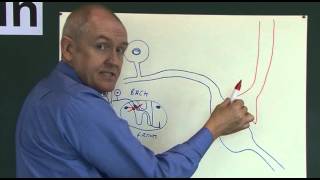 Pain 5 Analgesic pathways [upl. by Hobey]