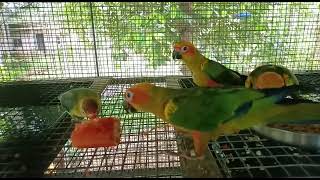 Sun conure enjoying papaya fruit [upl. by Hartzell112]