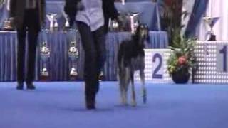 Crufts Qualification Luxembourg 2010 [upl. by Onitnelav447]