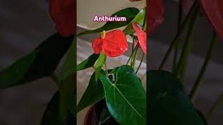 Anthurium plant anthuriumplant 🪴 shortfeed trending reels shortsviral [upl. by Nosittam]