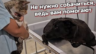 Купа и Люся две пострадавшие за один день Собачьикошачьи бездомные проблемы [upl. by Oile544]