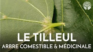 Tilleul arbre comestible et médicinal [upl. by Neibaf]