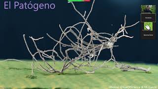 Fusarium Raza 4 Tropical Historia epidemiología y diagnóstico [upl. by Mellitz705]