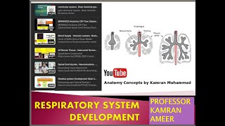 Respiratory System embryology Development of lungs M Kamran Ameer [upl. by Penelopa]