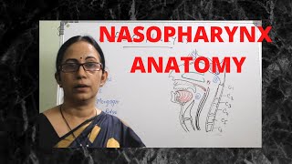 052 Pharynx Anatomy Nasopharynx anatomylectures nasopharynx [upl. by Ronym]