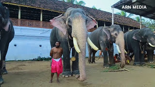 കേരളത്തിലെ ആനകൾ  Kerala Elephants Tripunithura Vrischikolsavam [upl. by Anetta]