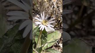 Colletes pollinating Chapman’s daisy mississippi nature beelife nativebees [upl. by Yenor558]