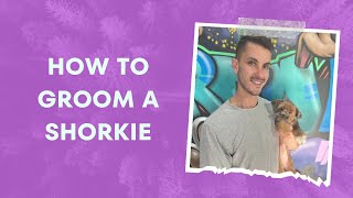 How to Groom a Shorkie [upl. by Leimaj]