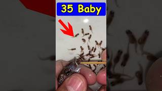 Mother fish giving birth to 35 baby fish 💪🐬🥰 fish fishvideo [upl. by Yelsehc]