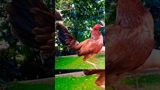 hennie oh gwapings chicken rooster ayam [upl. by Thrasher295]