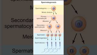 Gametogenesis  Spermatogenesis  Oogenesis [upl. by Didi524]