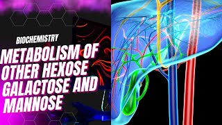 Metabolism of other hexose galactose and mannose [upl. by Gwyn912]