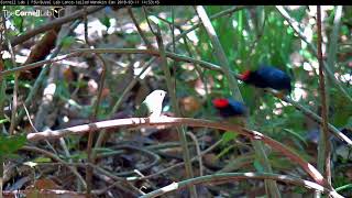 Long Series of Displays for Banded Female March 11 2018  Lancetailed Manakin Cam [upl. by Vi]