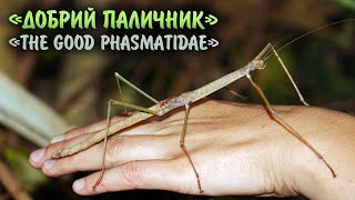 Зоотерапевтичний проєкт quotДобрий паличник»  Zootherapeutic project “The Good Phasmatidae” [upl. by Ardnuaet417]