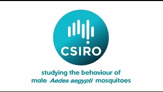 Studying the behaviour of male Aedes aegypti mosquitoes [upl. by Durgy]