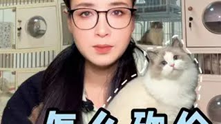 布偶猫多少钱一只？如何砍价呢？ 布偶猫 布偶 新手养猫 养猫知识 布偶仙女猫 [upl. by Horter695]