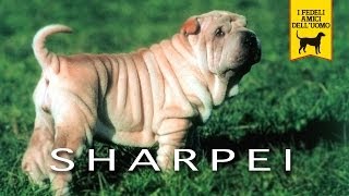 SHAR PEI trailer documentario [upl. by Warfold679]