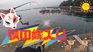 4月上旬 東北ロックフィッシュ 100倍quot貝quot王拳 編 [upl. by Ahsena]