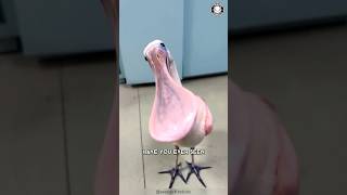 Roseate Spoonbill 🦩 The Pink Bird You Never Heard Of [upl. by Aserehs383]