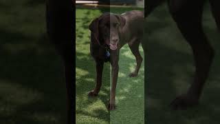 Dogs Barking Sound Compilation See How Your Dog RESPOND shorts [upl. by Eelyak]