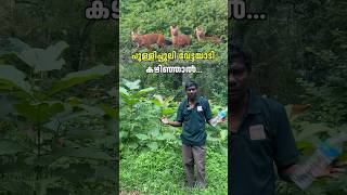 പുള്ളിപ്പുലി വേട്ടയാടി കഴിഞ്ഞാൽ  Parambikkulam Tiger Reserve  Forest Trekking shorts [upl. by Girard]