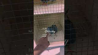 Ms brother loft pigeon pigeoncoop kabootar myloft kabutar birds [upl. by Alyce]